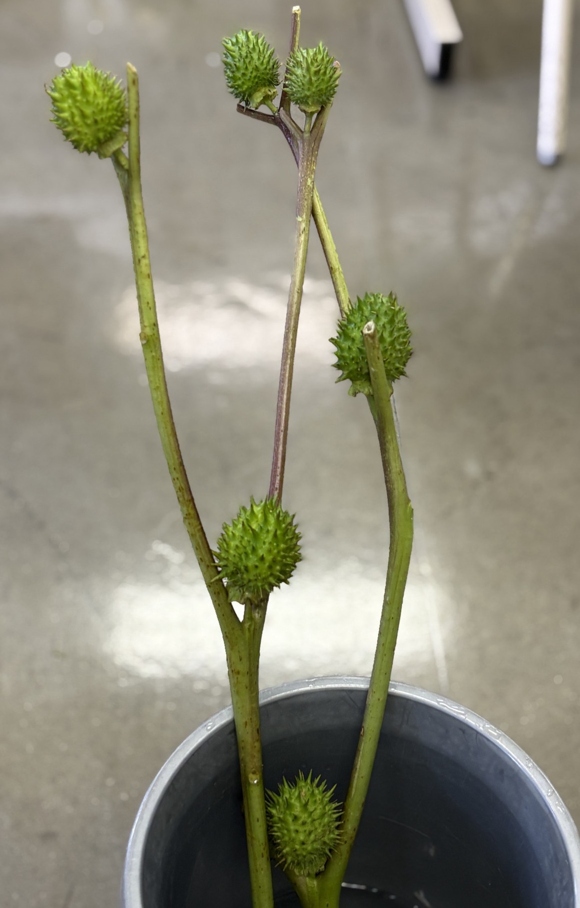 華道0629④